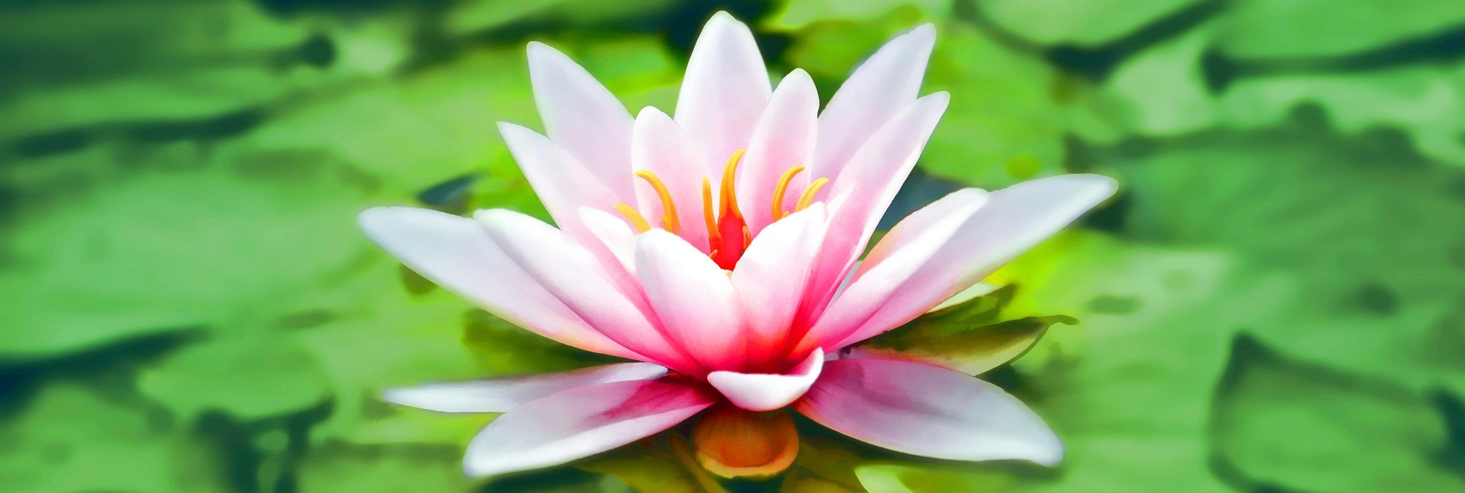 Heart Harmony